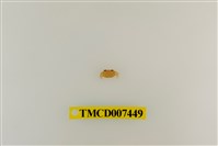 藏品(拉氏清溪蟹)的圖片